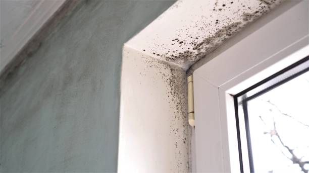 Best Best Mold Removal Companies  in Thruston, KY