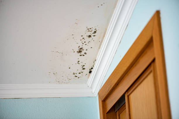 Best Residential Mold Removal  in Thruston, KY