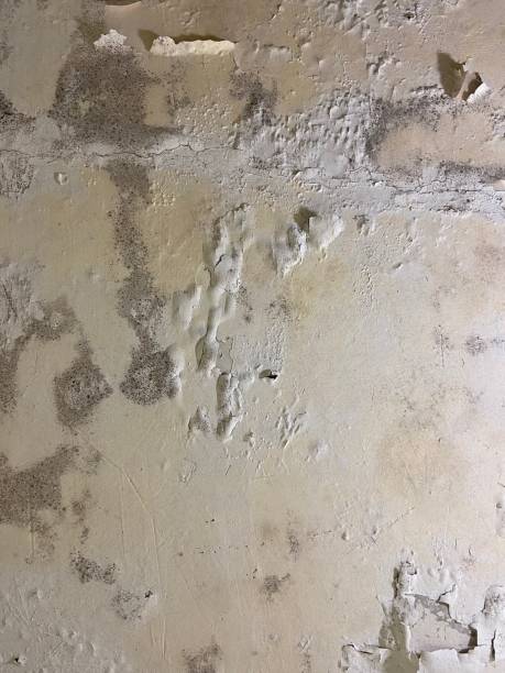 Best Best Mold Removal Companies  in Thruston, KY