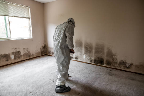 Best Emergency Mold Removal  in Thruston, KY