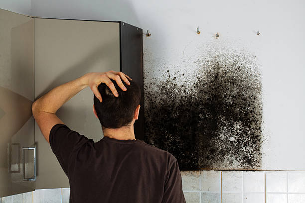 Certified Mold Removal in Thruston, KY