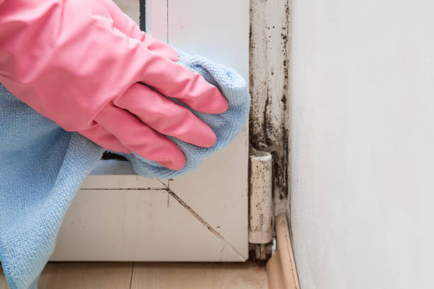 Best Certified Mold Removal  in Thruston, KY